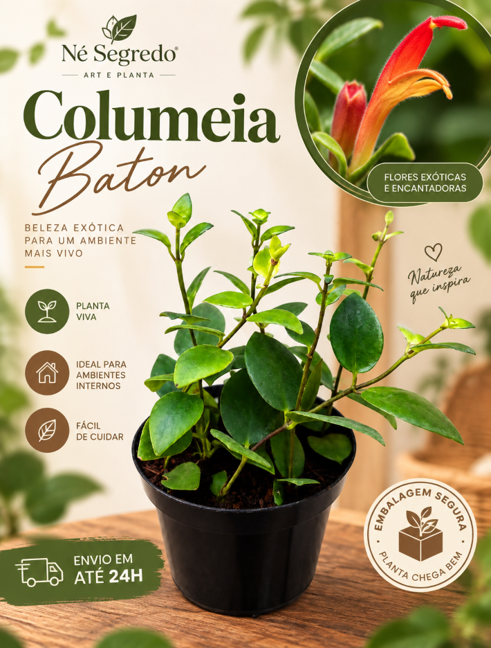 Muda de Columeia Batom (Aeschynanthus pulcher)
