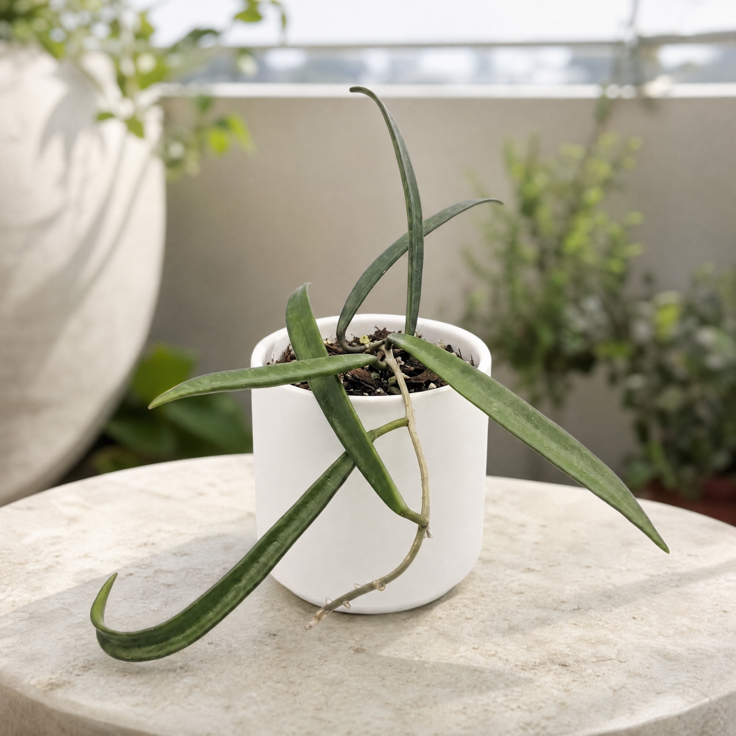Muda de Hoya Shepherdii Rara - Flor de Cera Perfumada Pendente - Imagem 5