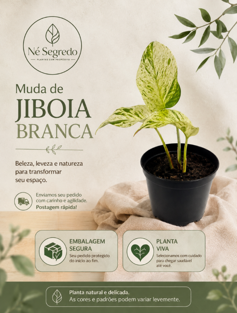 Muda de Jibóia Branca