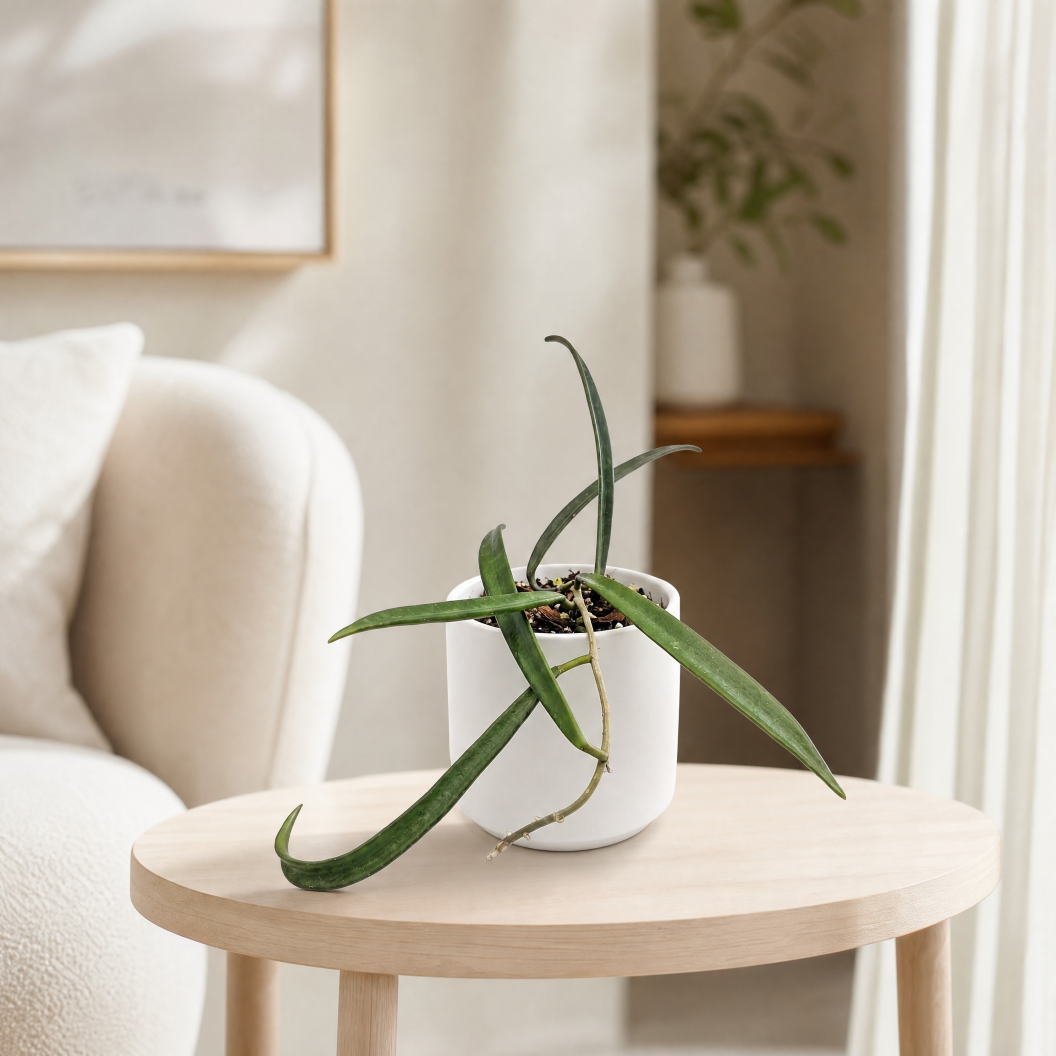 Muda de Hoya Shepherdii Rara - Flor de Cera Perfumada Pendente - Imagem 6