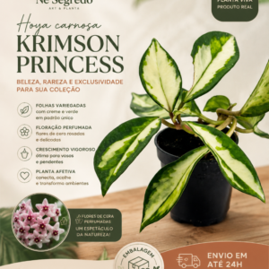 Muda de Hoya Carnosa Krimson Princess