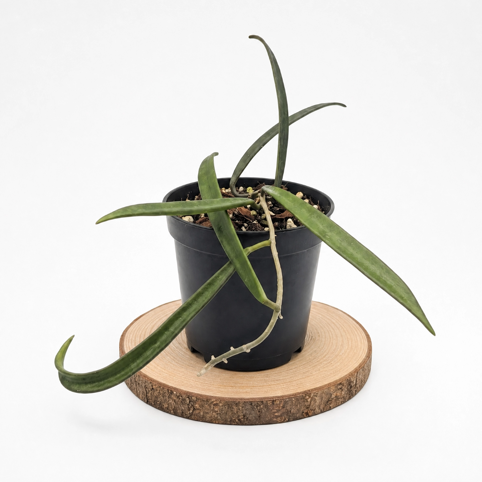 Muda de Hoya Shepherdii Rara - Flor de Cera Perfumada Pendente - Imagem 7