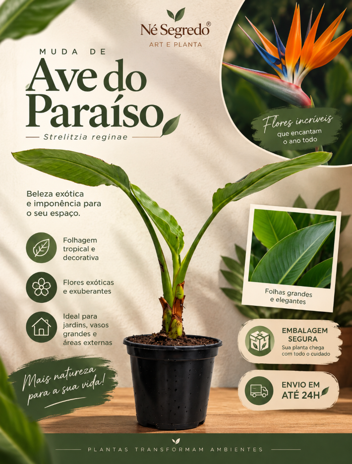 Muda de Ave do Paraíso (Strelitzia reginae)