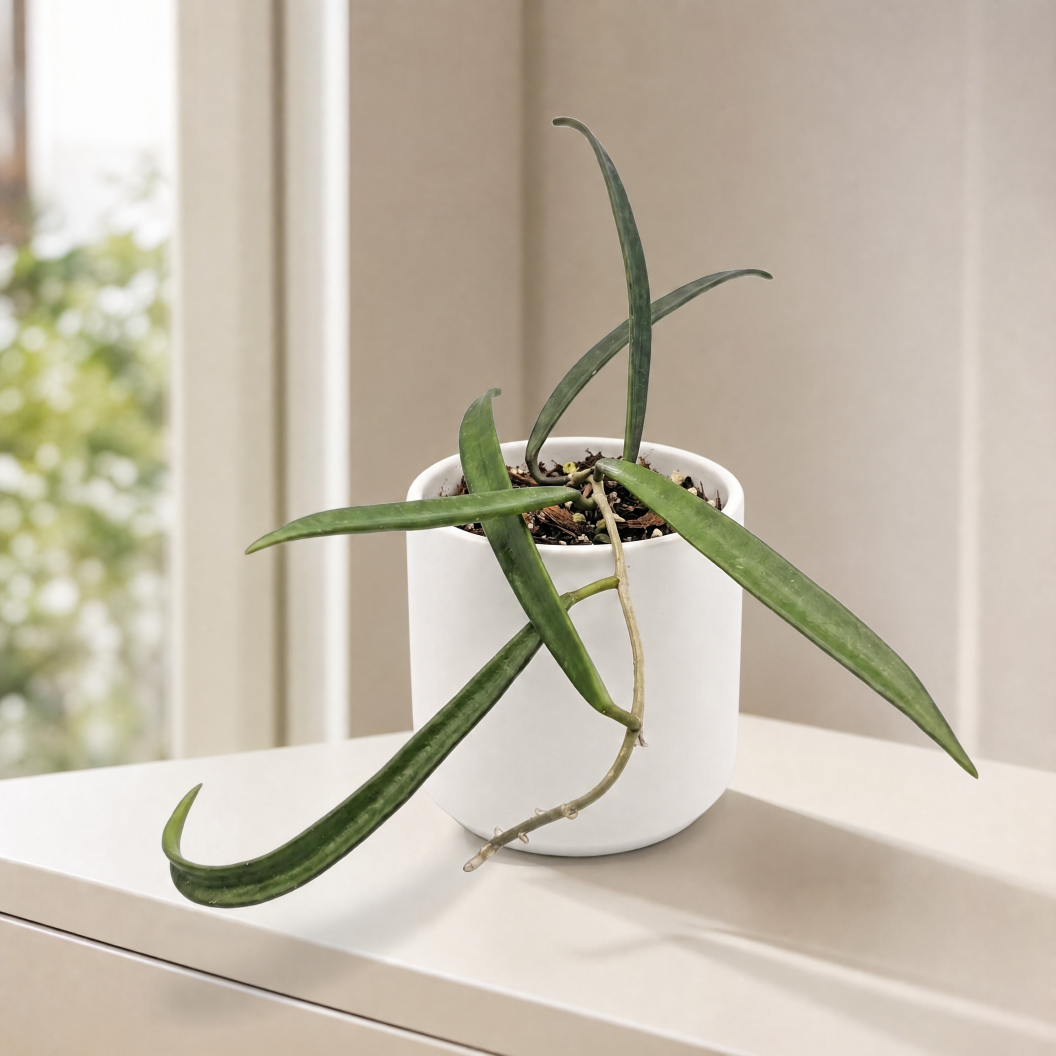 Muda de Hoya Shepherdii Rara - Flor de Cera Perfumada Pendente - Imagem 4