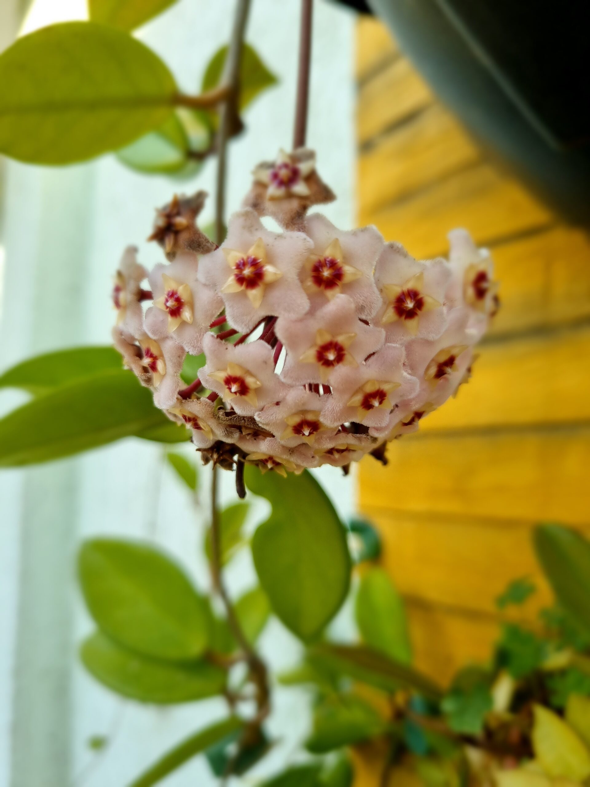 Muda de Hoya Carnosa Krimson Princess - Imagem 2