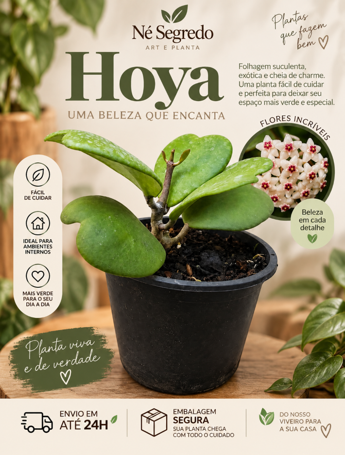 MUDA DE HOYA KERRII – A FAMOSA PLANTA CORAÇÃO