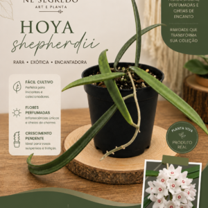 Muda de Hoya Shepherdii Rara - Flor de Cera Perfumada Pendente