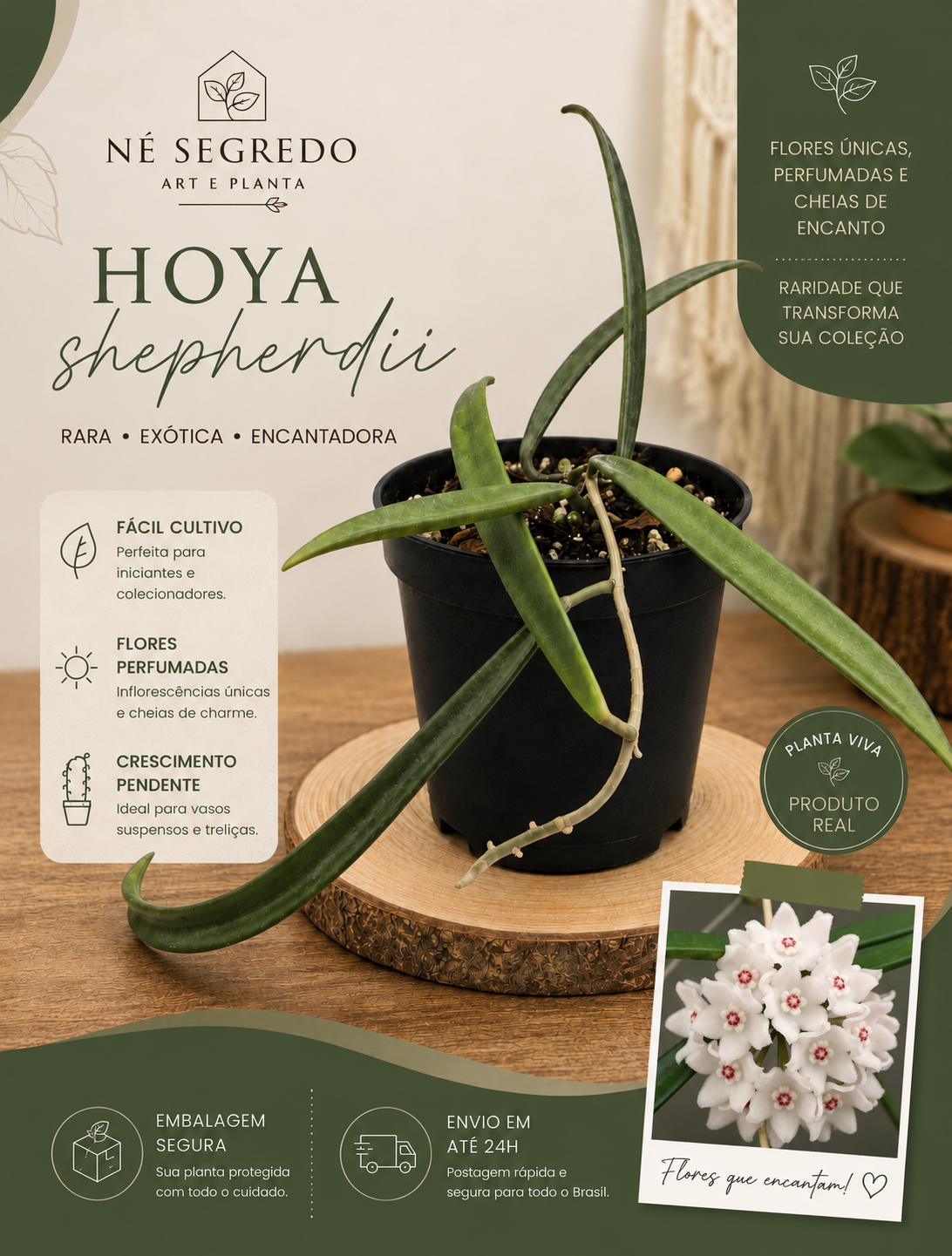 Muda de Hoya Shepherdii Rara - Flor de Cera Perfumada Pendente